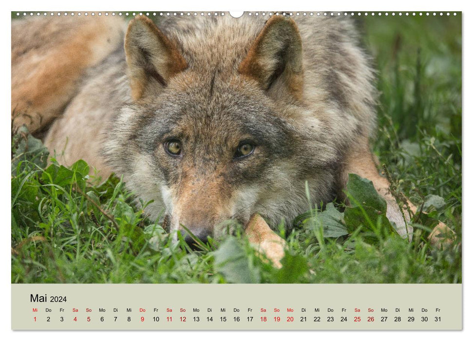 Wolfsrudel (CALVENDO Premium Wandkalender 2024)