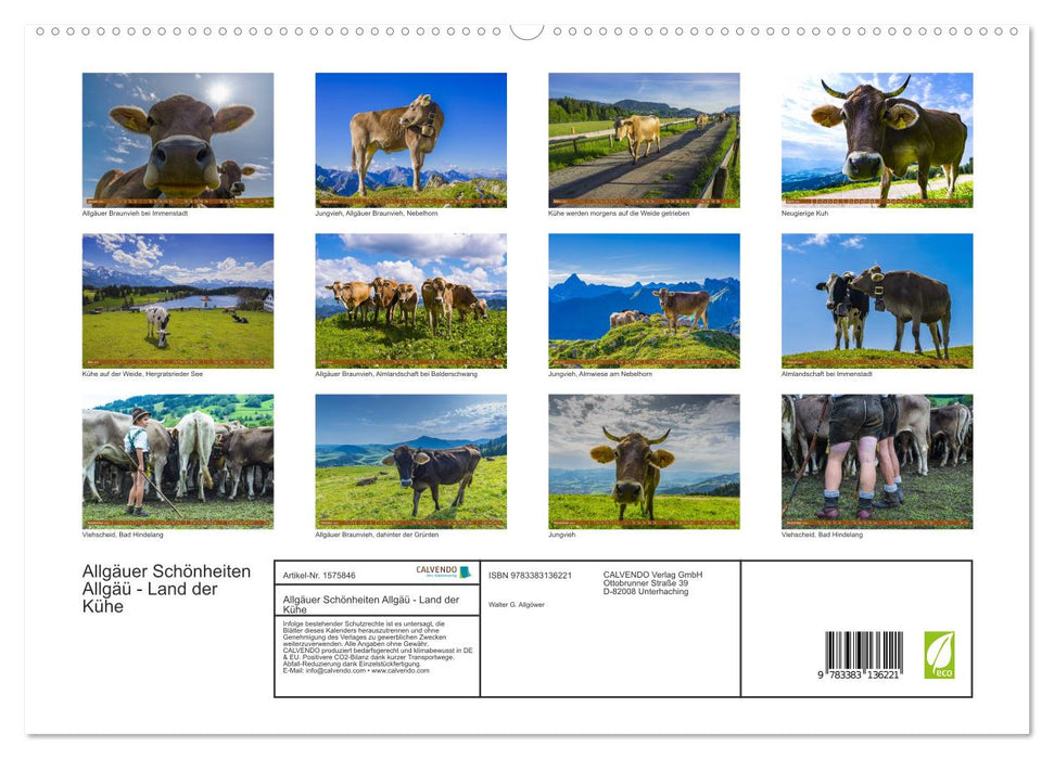 Allgäu Beauties Allgäu - Land of Cows (CALVENDO Premium Wall Calendar 2024) 