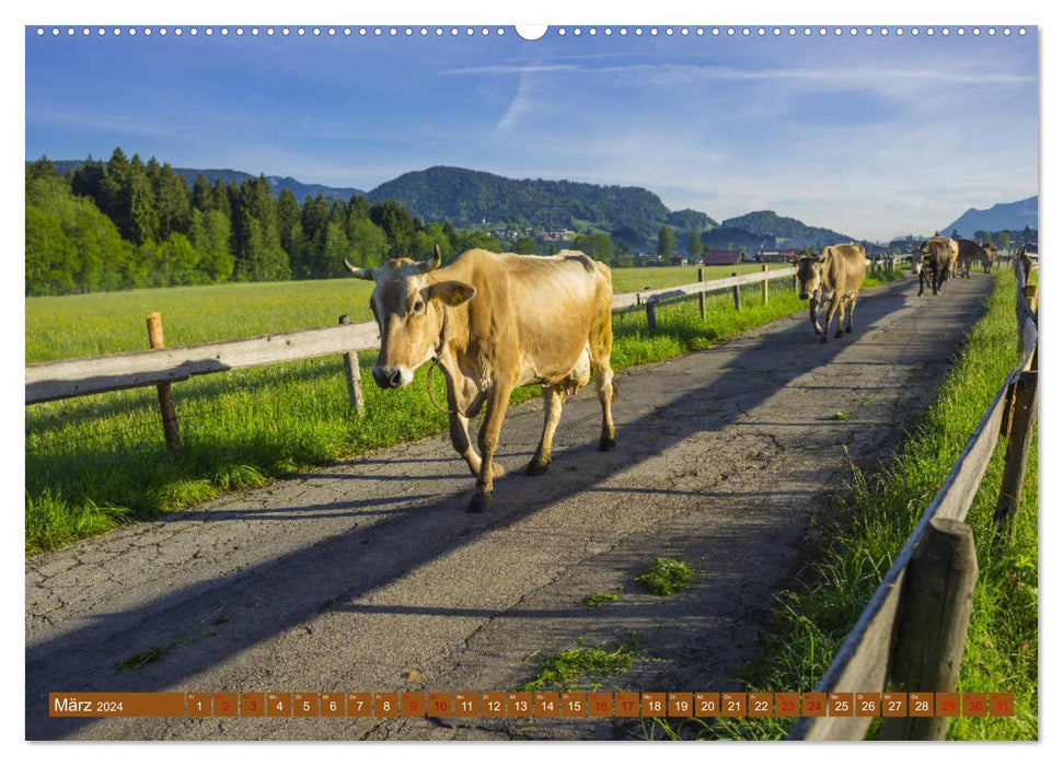 Allgäu Beauties Allgäu - Land of Cows (CALVENDO Premium Wall Calendar 2024) 