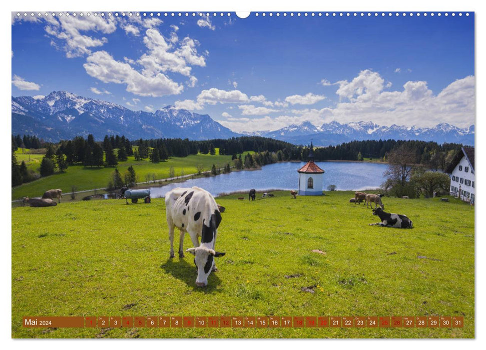 Allgäuer Schönheiten Allgäu - Land der Kühe (CALVENDO Premium Wandkalender 2024)