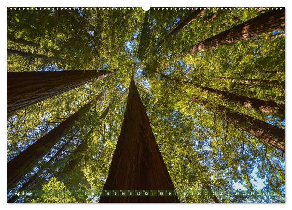 Walk in the forest (CALVENDO Premium Wall Calendar 2024) 