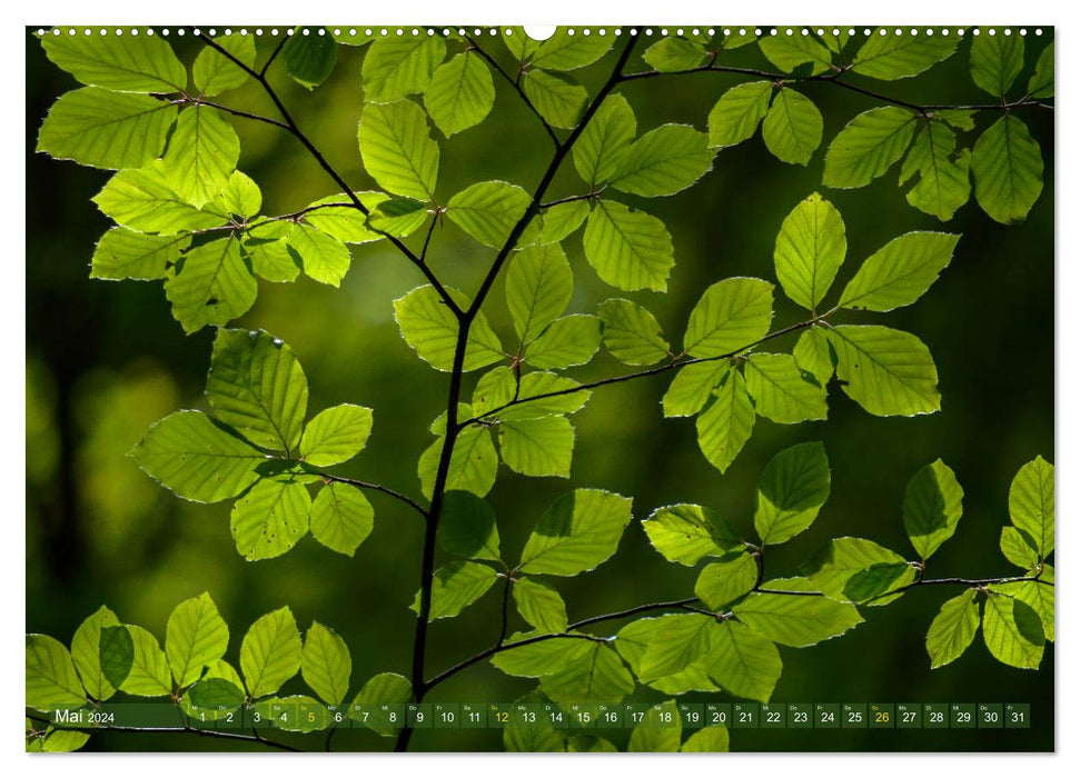 Walk in the forest (CALVENDO Premium Wall Calendar 2024) 