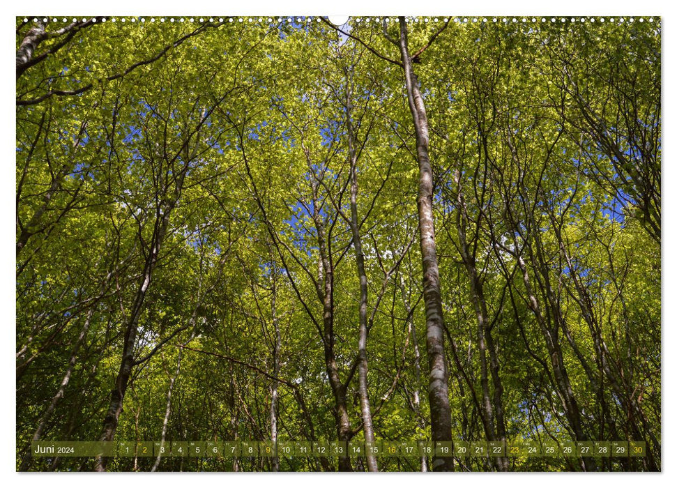 Walk in the forest (CALVENDO Premium Wall Calendar 2024) 