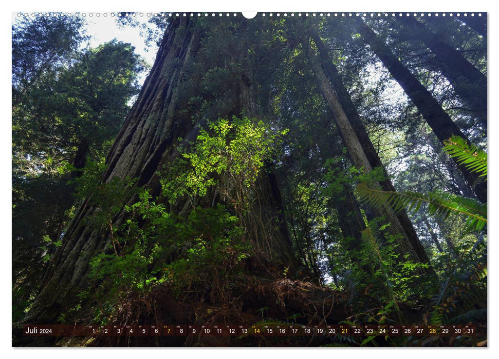 Walk in the forest (CALVENDO Premium Wall Calendar 2024) 