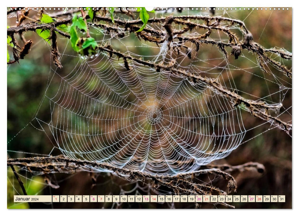 Spider webs - wonders of nature (CALVENDO Premium Wall Calendar 2024) 