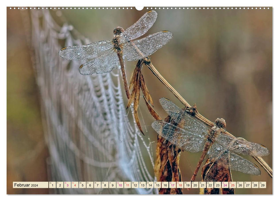 Spider webs - wonders of nature (CALVENDO Premium Wall Calendar 2024) 