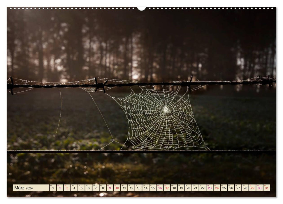 Spinnennetze - Wunder der Natur (CALVENDO Premium Wandkalender 2024)