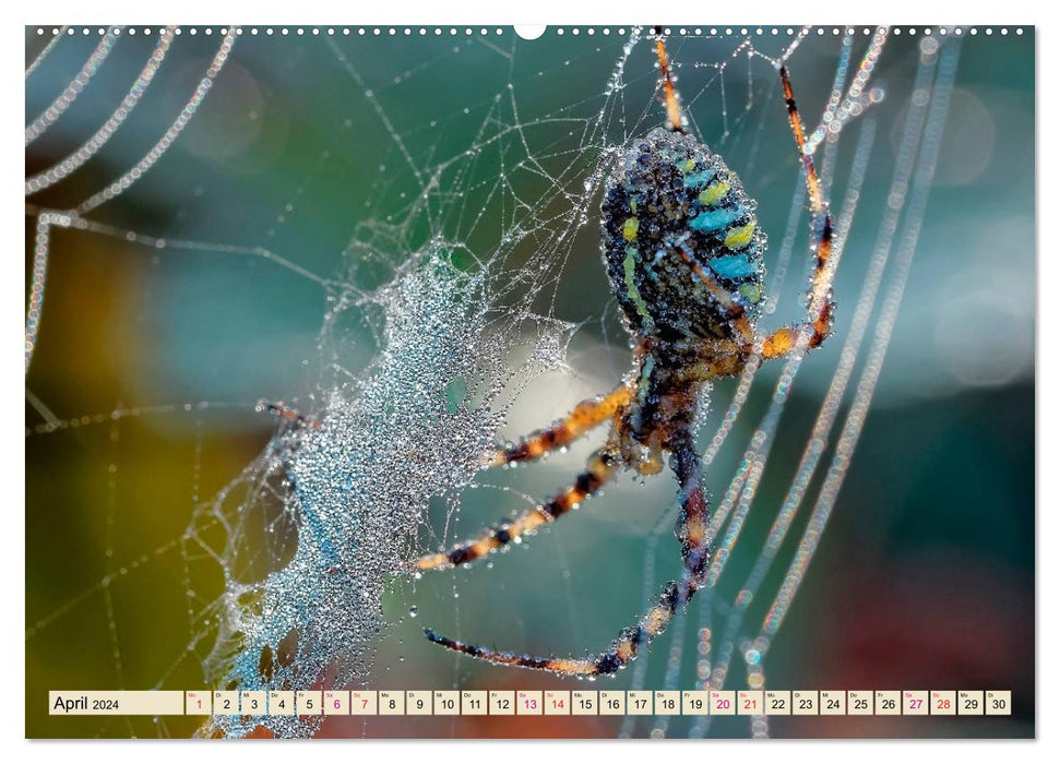 Spinnennetze - Wunder der Natur (CALVENDO Premium Wandkalender 2024)