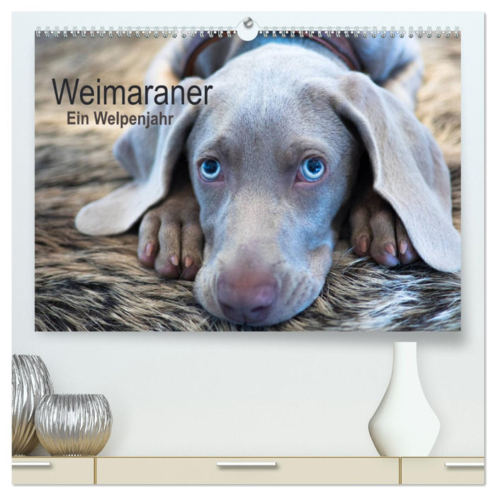 Weimaraner - Ein Welpenjahr (CALVENDO Premium Wandkalender 2024)