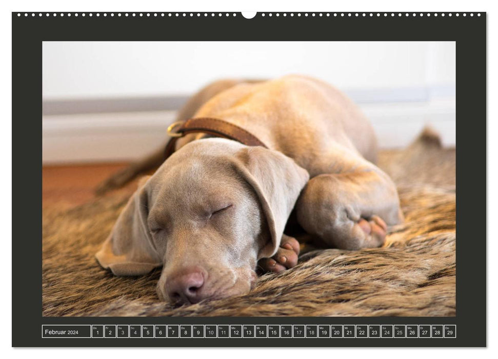 Weimaraner - Ein Welpenjahr (CALVENDO Premium Wandkalender 2024)