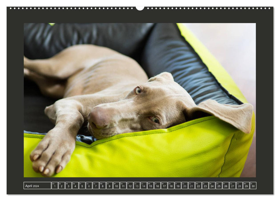 Weimaraner - A Puppy Year (CALVENDO Premium Wall Calendar 2024) 