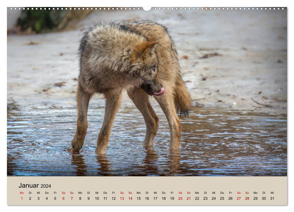 Meute de loups (Calendrier mural CALVENDO 2024) 