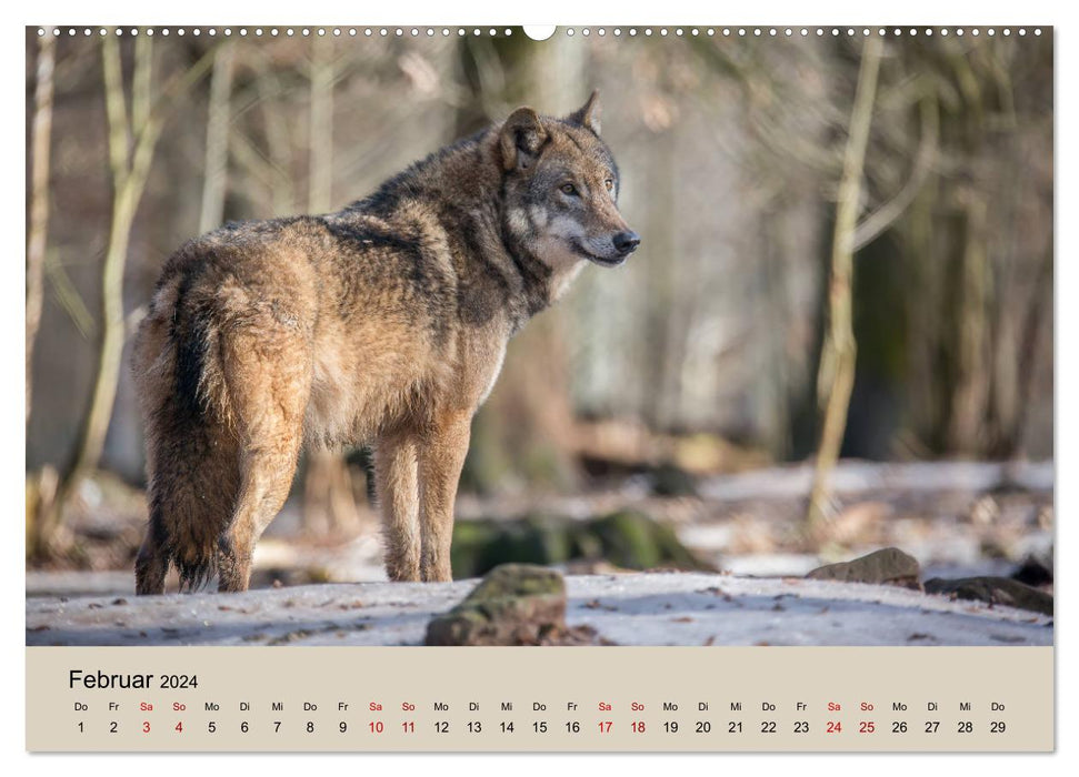 Meute de loups (Calendrier mural CALVENDO 2024) 