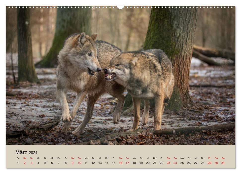 Wolfsrudel (CALVENDO Wandkalender 2024)