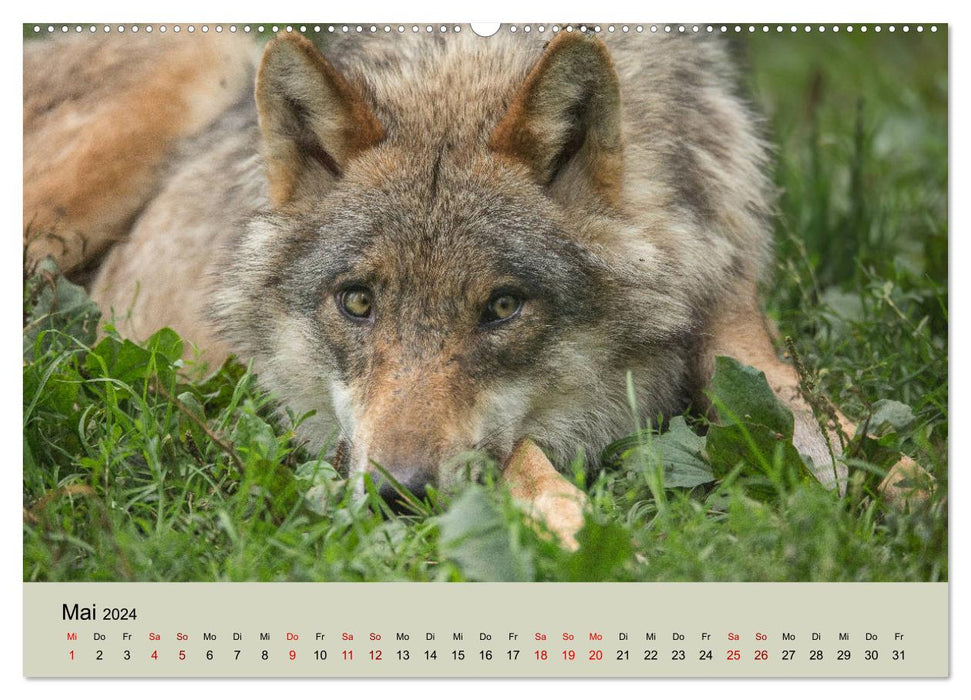 Wolf pack (CALVENDO wall calendar 2024) 