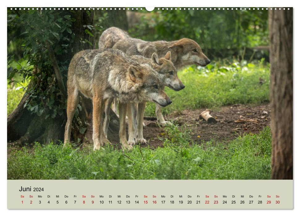 Wolfsrudel (CALVENDO Wandkalender 2024)