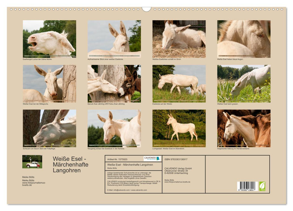 Weiße Esel - Märchenhafte Langohren (CALVENDO Wandkalender 2024)