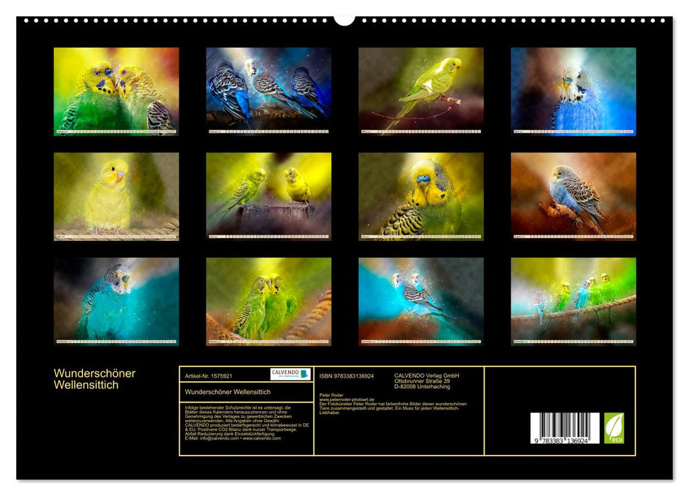 Beautiful budgie (CALVENDO Premium Wall Calendar 2024) 