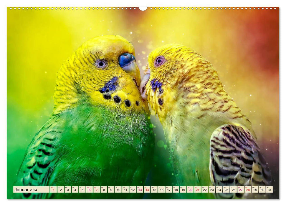 Beautiful budgie (CALVENDO Premium Wall Calendar 2024) 