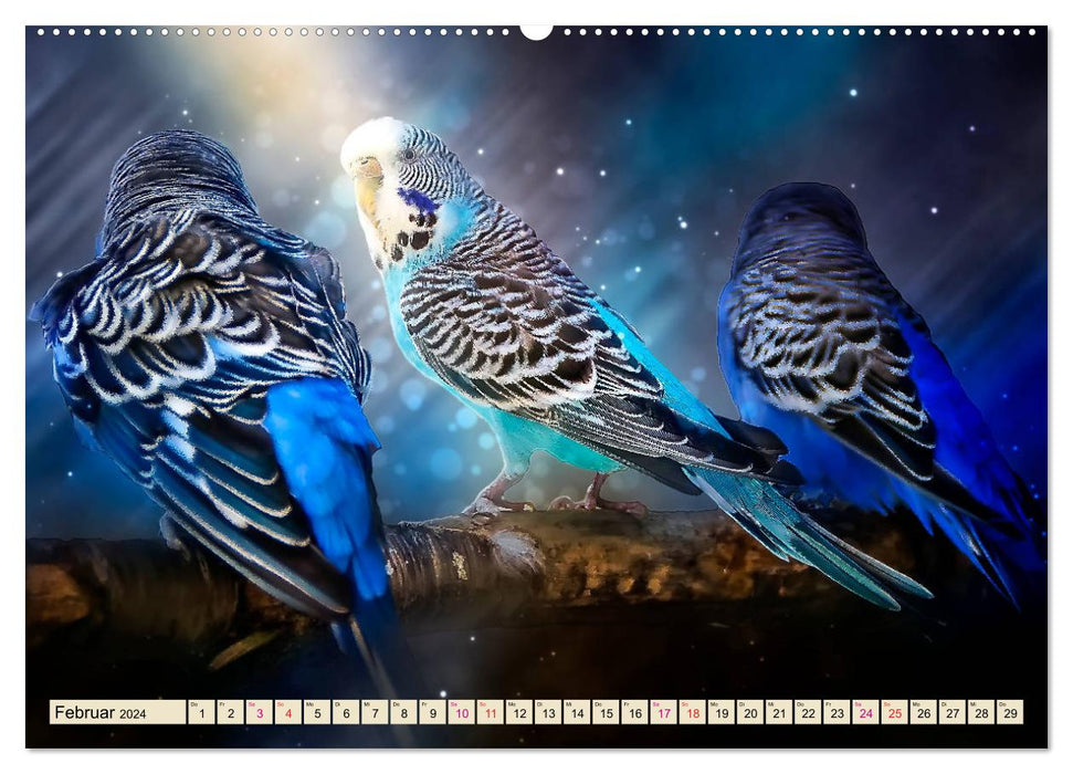 Beautiful budgie (CALVENDO Premium Wall Calendar 2024) 