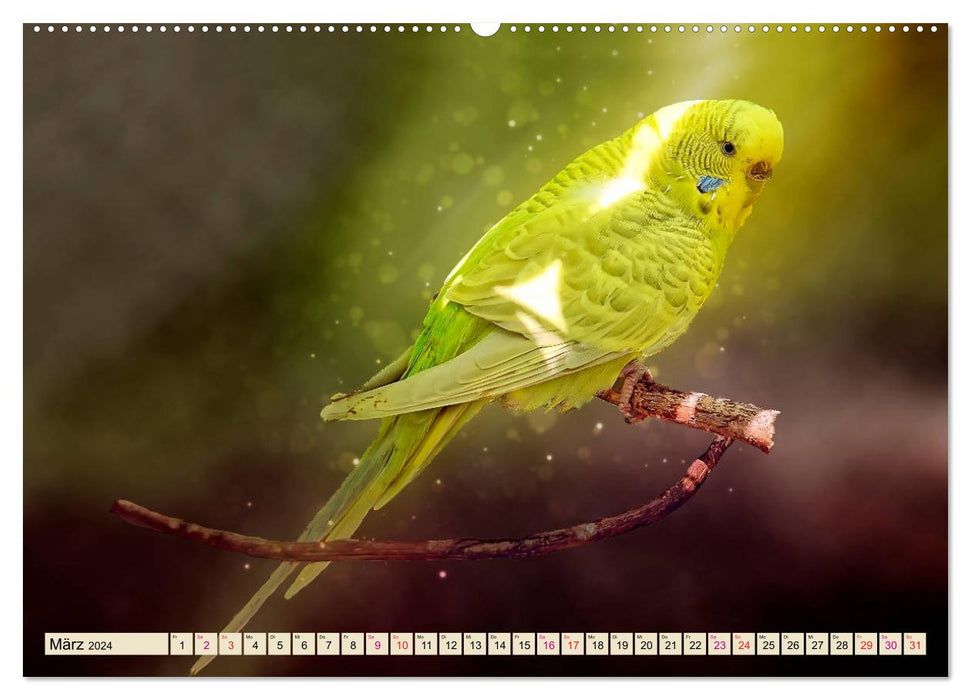 Beautiful budgie (CALVENDO Premium Wall Calendar 2024) 