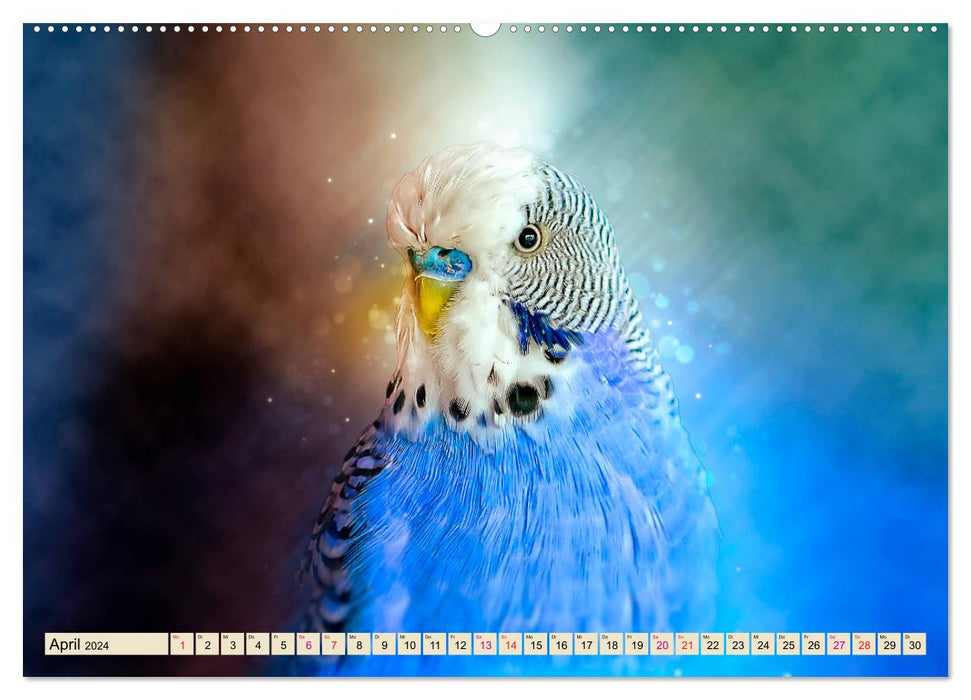 Beautiful budgie (CALVENDO Premium Wall Calendar 2024) 