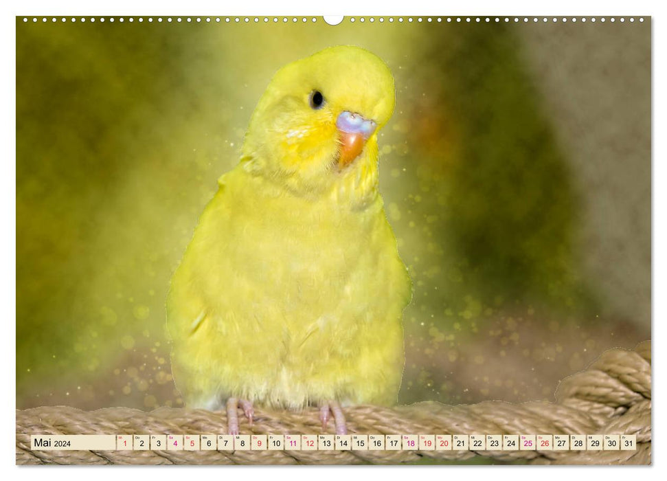 Beautiful budgie (CALVENDO Premium Wall Calendar 2024) 