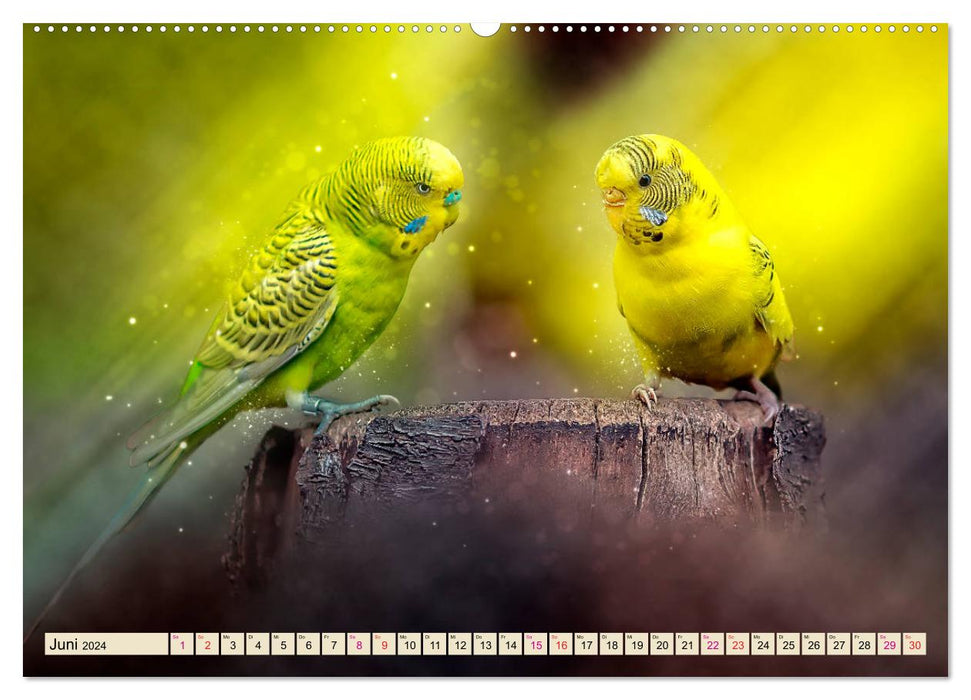 Beautiful budgie (CALVENDO Premium Wall Calendar 2024) 