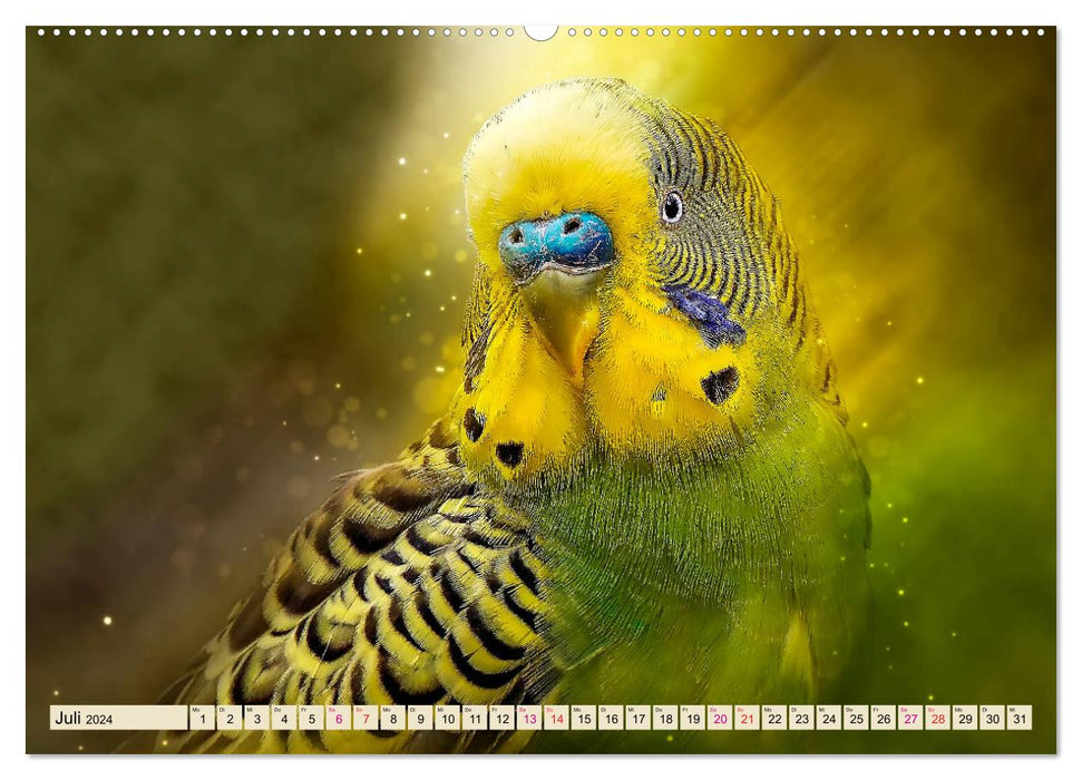 Beautiful budgie (CALVENDO Premium Wall Calendar 2024) 