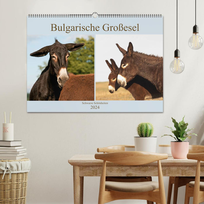 Grands ânes bulgares – Beautés noires (calendrier mural CALVENDO 2024) 