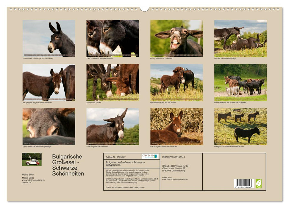 Bulgarian Big Donkeys - Black Beauties (CALVENDO Wall Calendar 2024) 