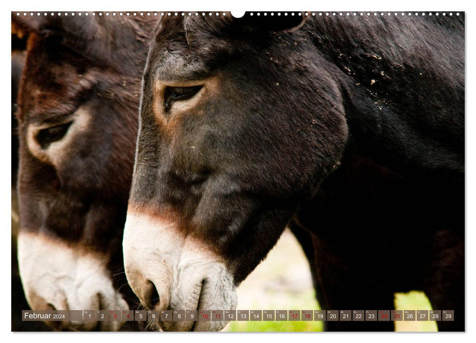 Bulgarian Big Donkeys - Black Beauties (CALVENDO Wall Calendar 2024) 