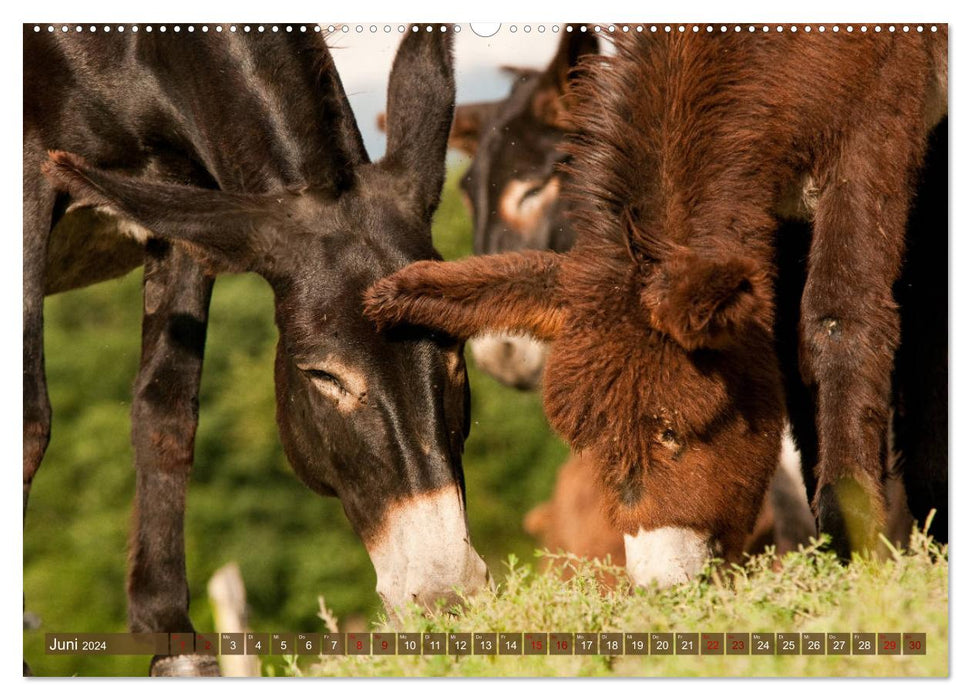 Bulgarian Big Donkeys - Black Beauties (CALVENDO Wall Calendar 2024) 