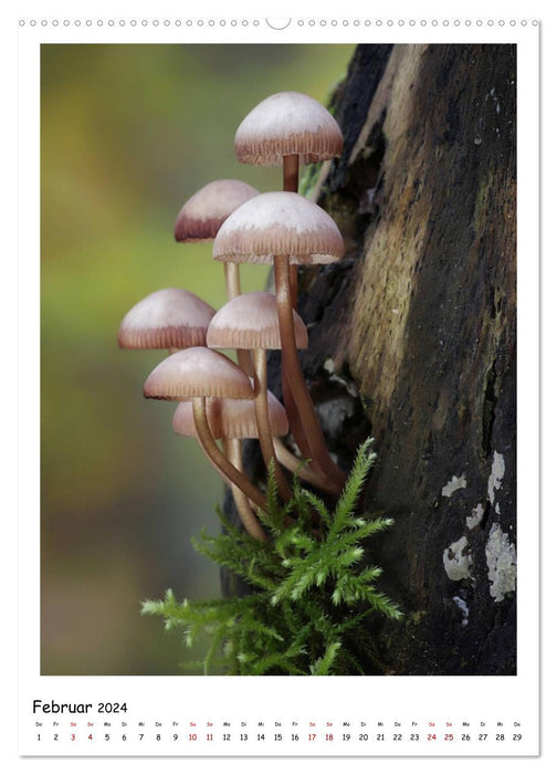 Galerie de champignons - Photos fascinantes de champignons de la région de Rhénanie-Palatinat (calendrier mural CALVENDO 2024) 