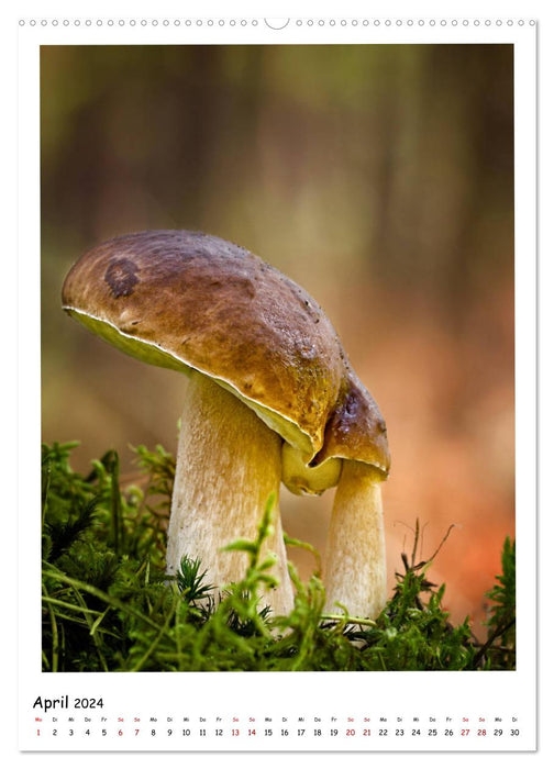 Galerie de champignons - Photos fascinantes de champignons de la région de Rhénanie-Palatinat (calendrier mural CALVENDO 2024) 