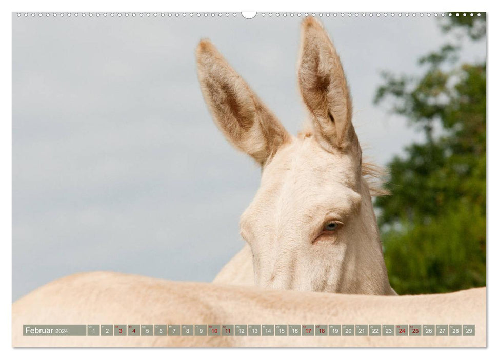 White Donkeys - Fairytale Long Ears (CALVENDO Premium Wall Calendar 2024) 