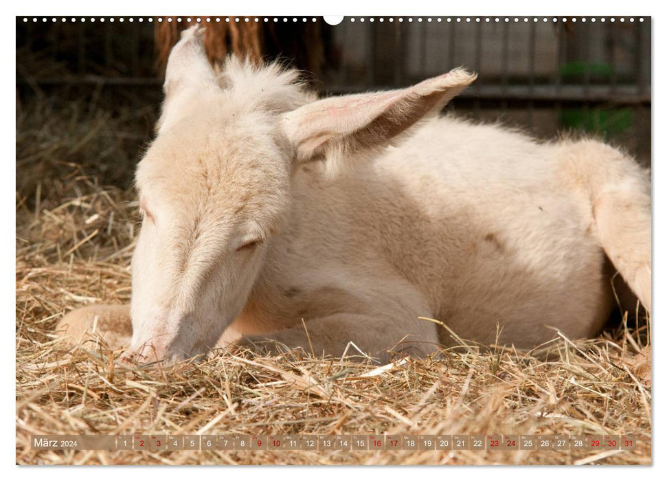 White Donkeys - Fairytale Long Ears (CALVENDO Premium Wall Calendar 2024) 