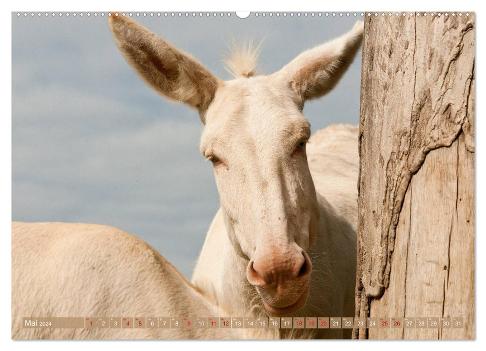 White Donkeys - Fairytale Long Ears (CALVENDO Premium Wall Calendar 2024) 