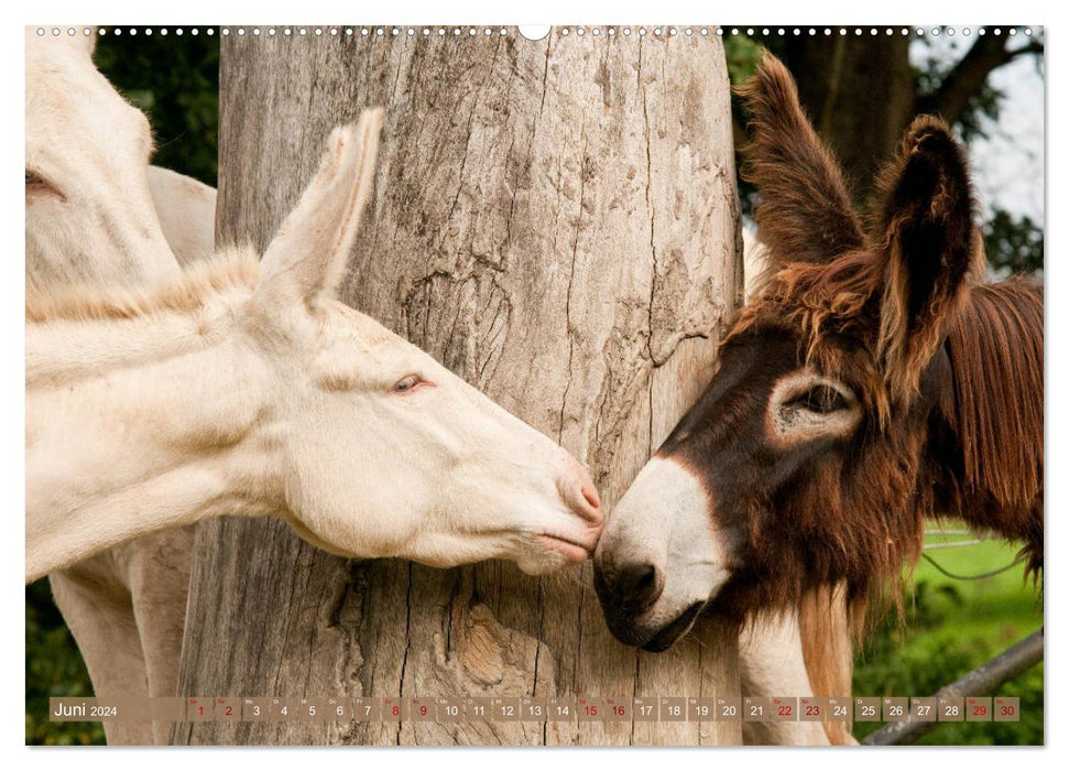 Weiße Esel - Märchenhafte Langohren (CALVENDO Premium Wandkalender 2024)