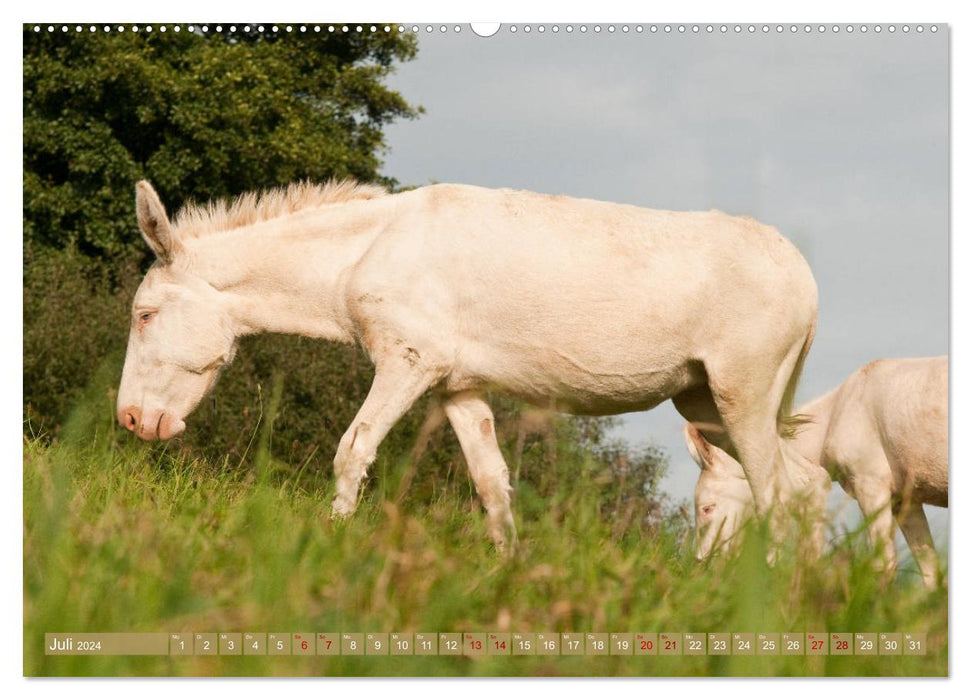 White Donkeys - Fairytale Long Ears (CALVENDO Premium Wall Calendar 2024) 