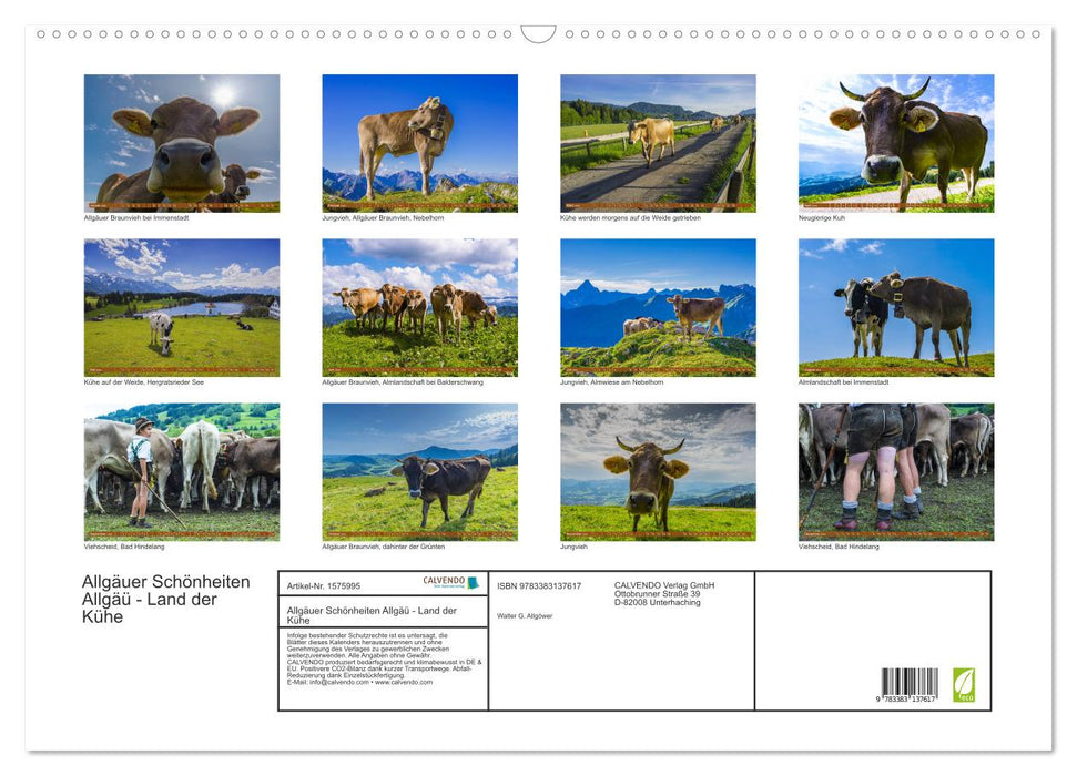 Allgäu beauties Allgäu - land of cows (CALVENDO wall calendar 2024) 