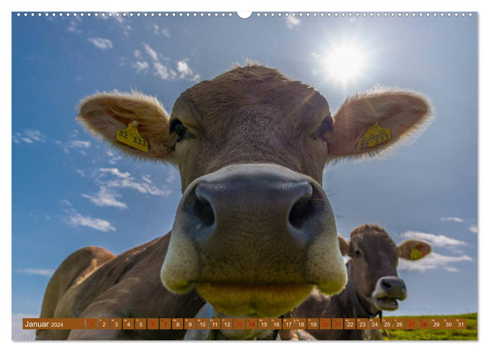 Allgäuer Schönheiten Allgäu - Land der Kühe (CALVENDO Wandkalender 2024)