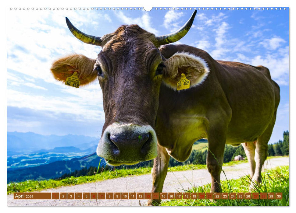 Allgäu beauties Allgäu - land of cows (CALVENDO wall calendar 2024) 