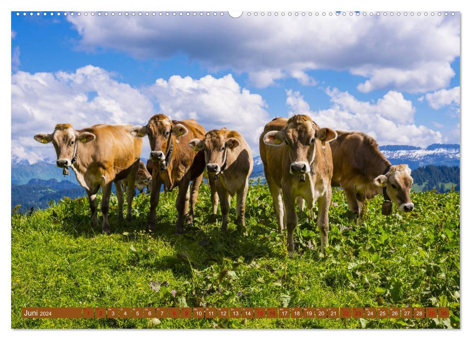 Allgäu beauties Allgäu - land of cows (CALVENDO wall calendar 2024) 