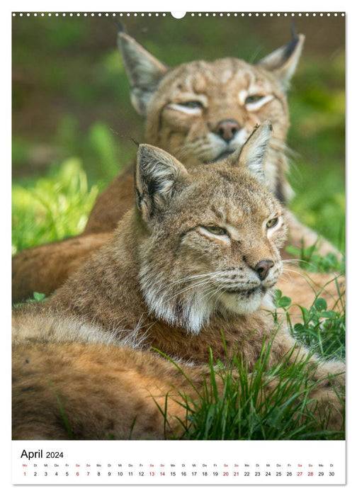 Der eurasische Luchs (CALVENDO Premium Wandkalender 2024)