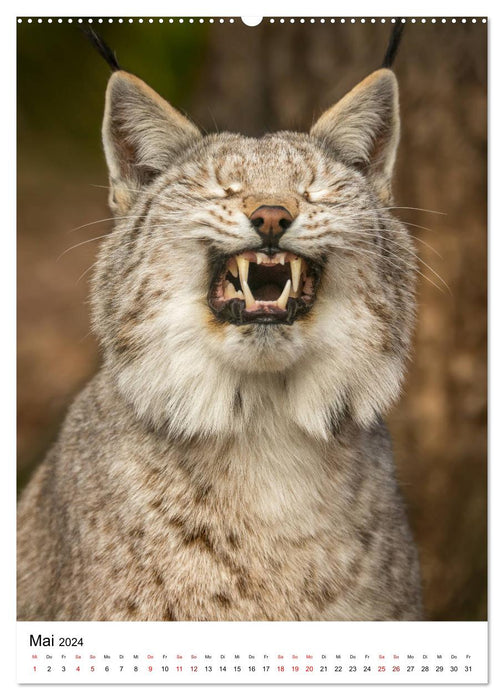 The Eurasian Lynx (CALVENDO Premium Wall Calendar 2024) 
