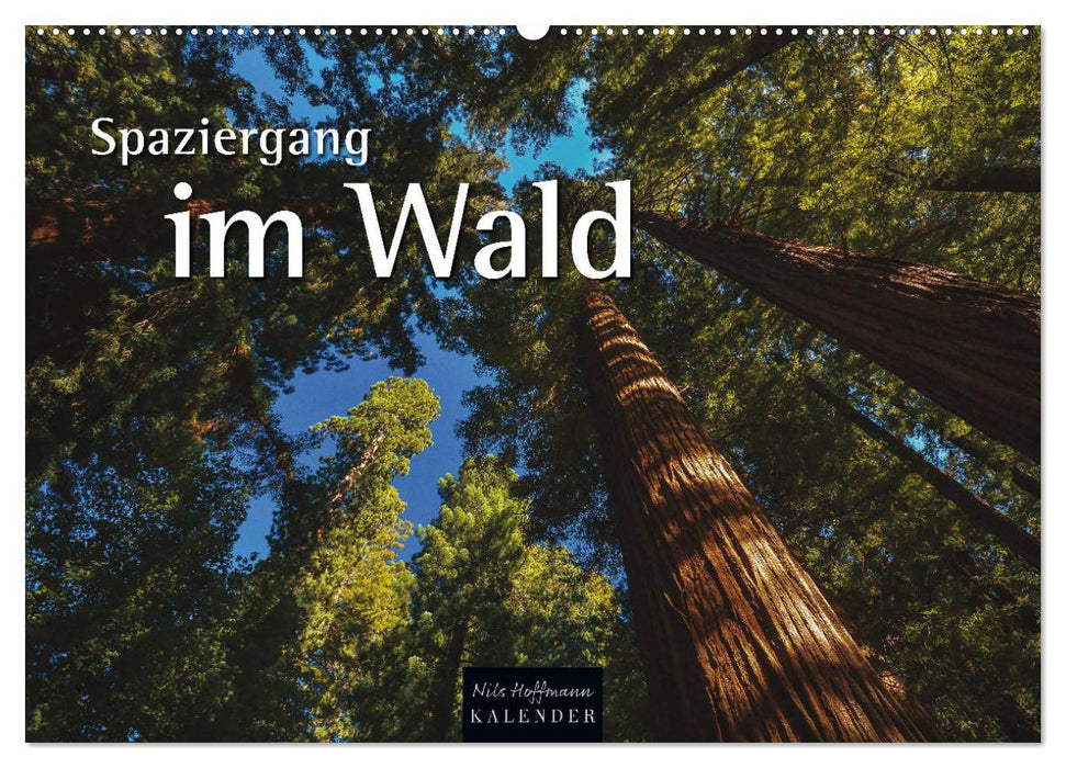 Spaziergang im Wald (CALVENDO Wandkalender 2024)