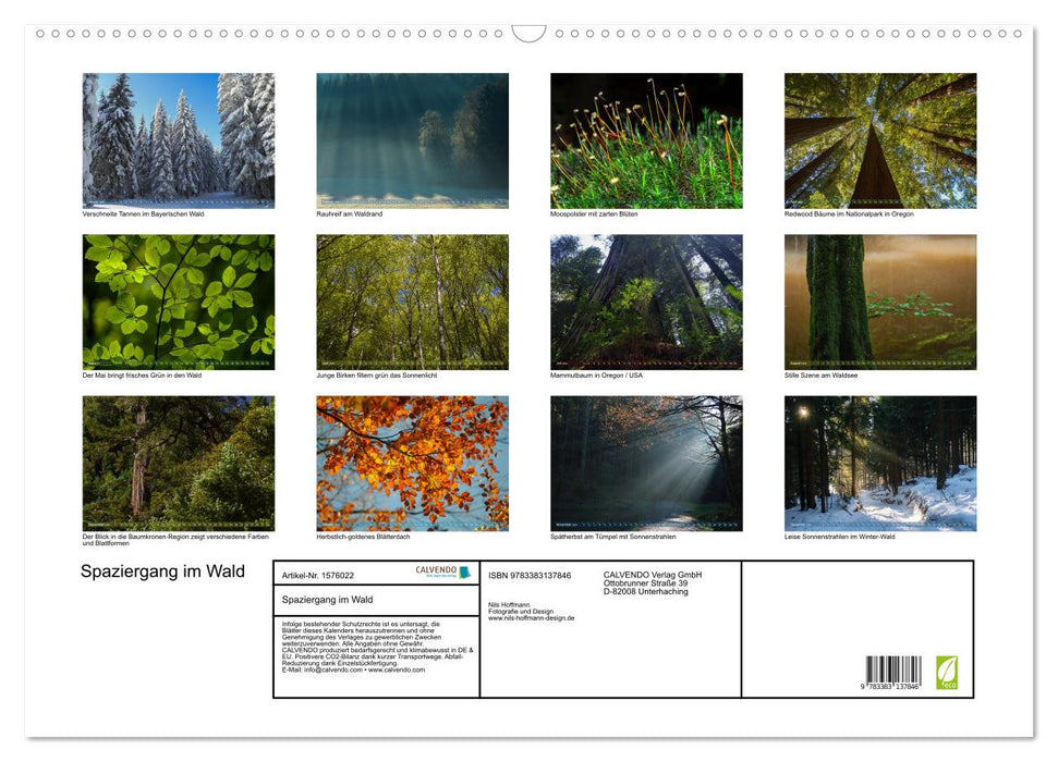 Walk in the forest (CALVENDO wall calendar 2024) 