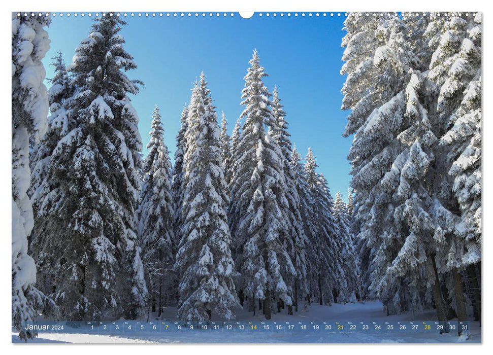 Walk in the forest (CALVENDO wall calendar 2024) 