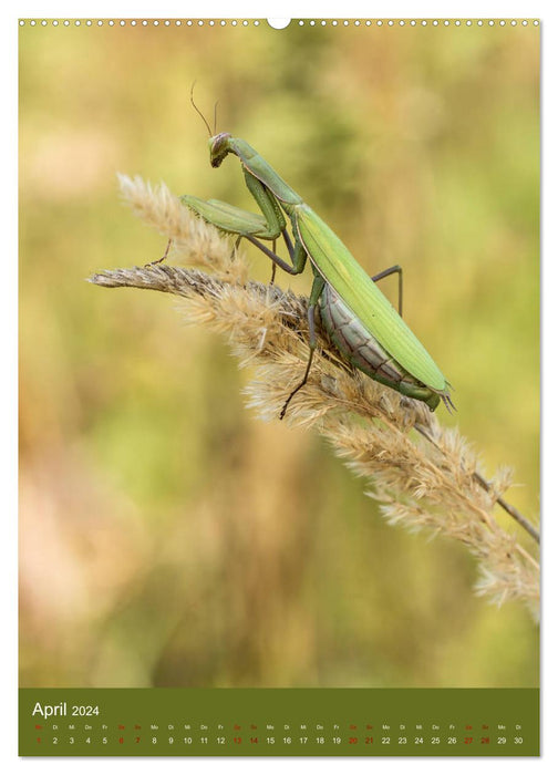 The praying mantis. Predators of the insect world. (CALVENDO Premium Wall Calendar 2024) 